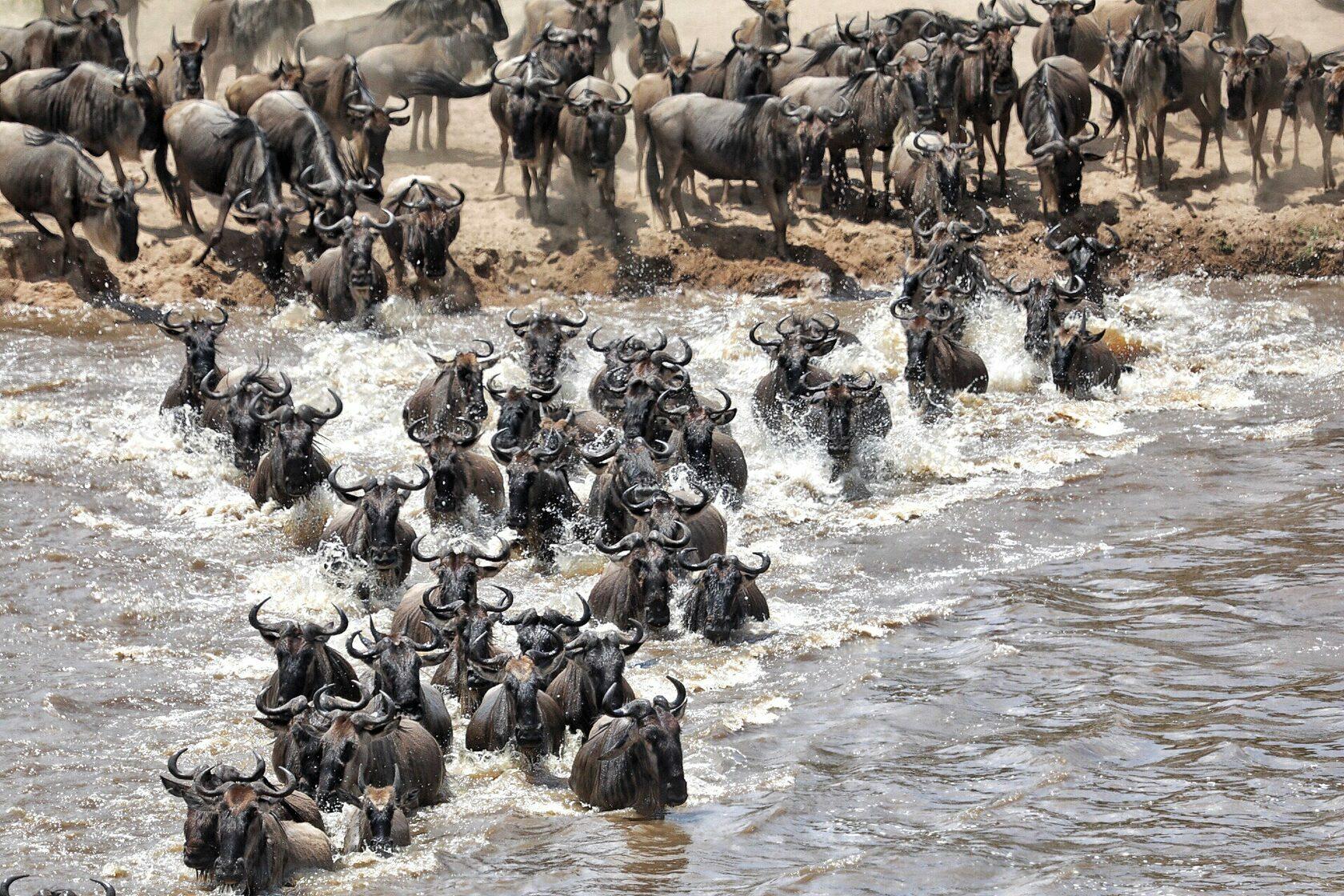 Great Migration Safari in Serengeti National Park
